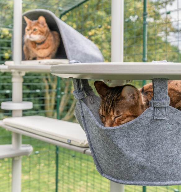 Due gatti sull'albero per gatti Freestyle - uno in un'amaca e uno in una tana con piattaforma