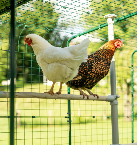 Due galline sedute sul posatoio Poletree all'interno di un percorso pedonale.