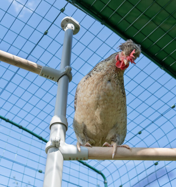 Primo piano di un pollo seduto sul trespolo Poletree all'interno di un percorso a piedi.