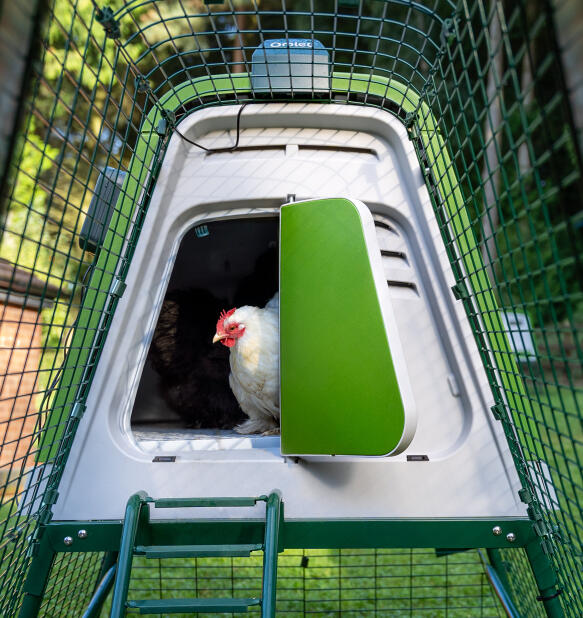 Pollo emergente da Eglu Go pollaio con porta automatica del pollaio