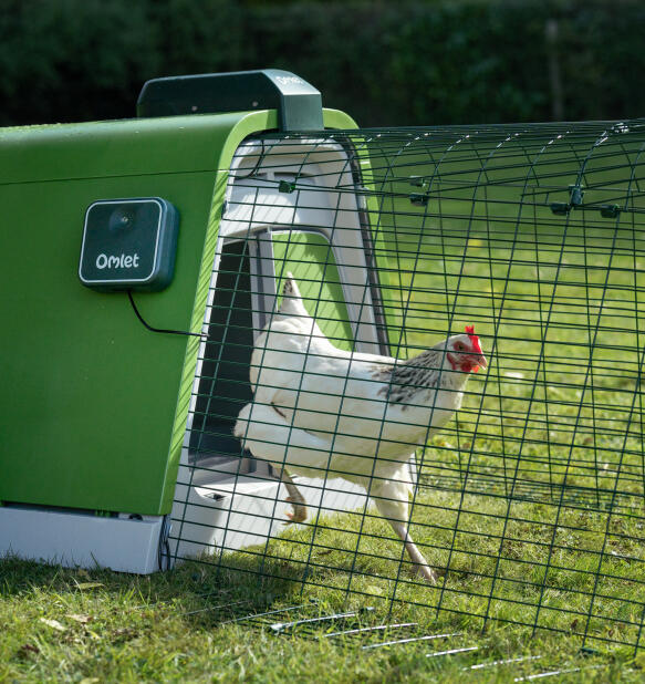 Gallina bianca che scappa da un pollaio portatile Eglu Go 