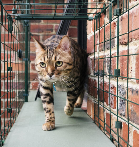 Passeggiata del gatto attraverso tunnel per gatti sicuri e protetti