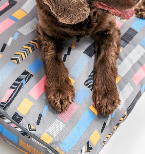 Zampe di cane su cuscino letto grigio bounce