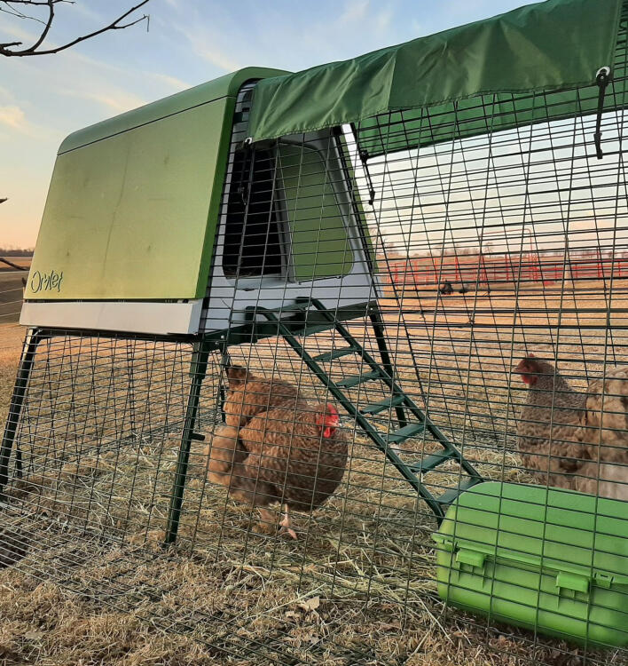 Due galline in un recinto Eglu Go con mangiatoia e coperture