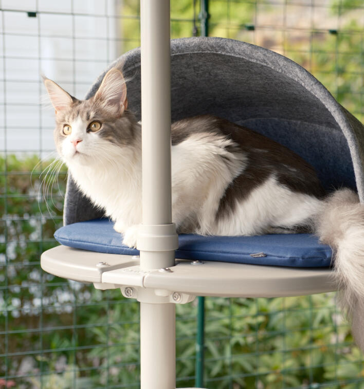 Un gatto accucciato nella tana a piattaforma collegata all'albero per gatti all'aperto