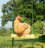 Primo piano di un pollo appollaiato su un'altalena all'interno di Omlet.