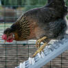 Galline che usano la nuova scala del pollaio per Omlet Eglu Cube