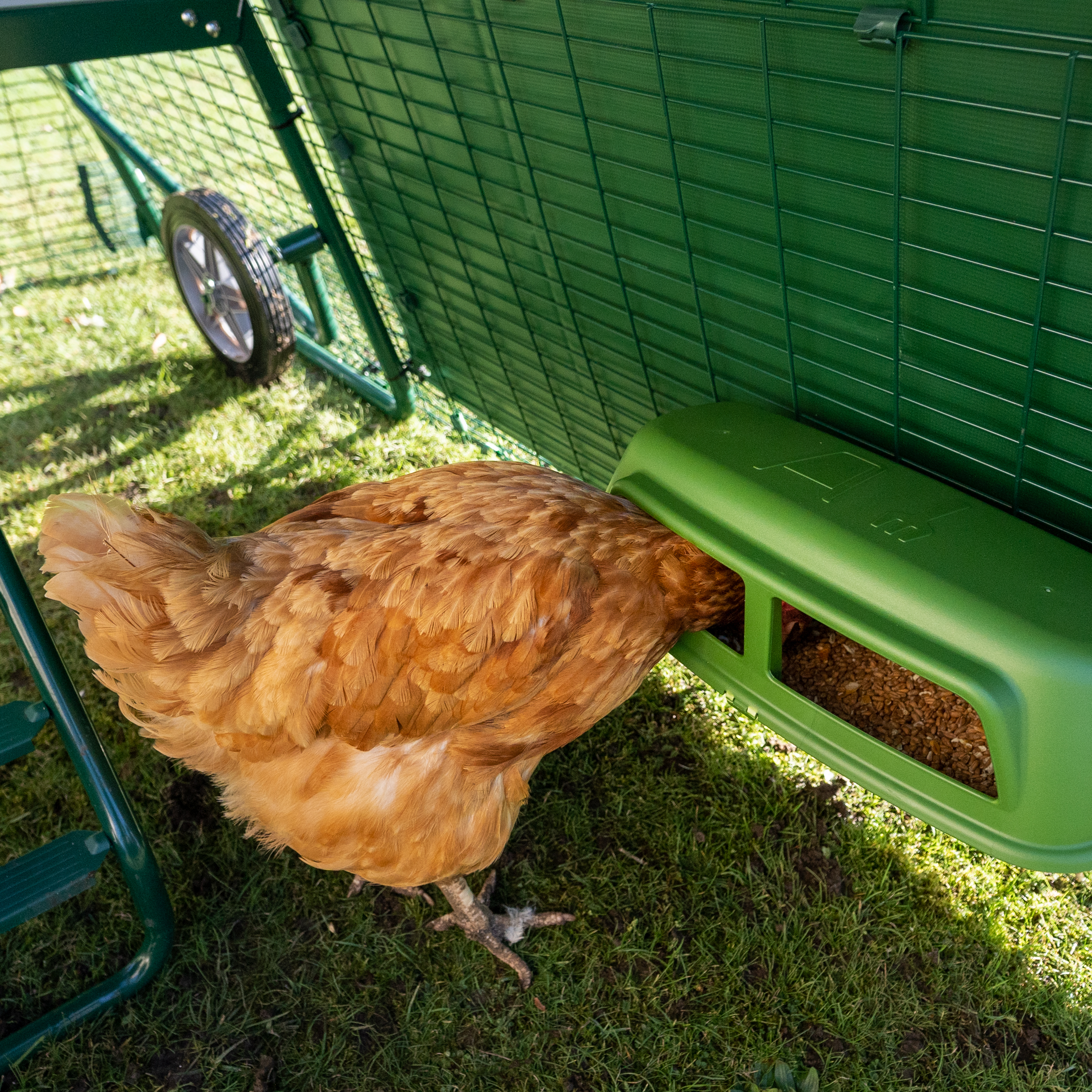 Augot Filo di Pollo, 35cm x 300cm Rete Pollaio Leggero Esagonale