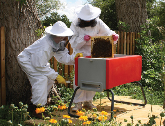 Checking the honey supers of a Beehaus