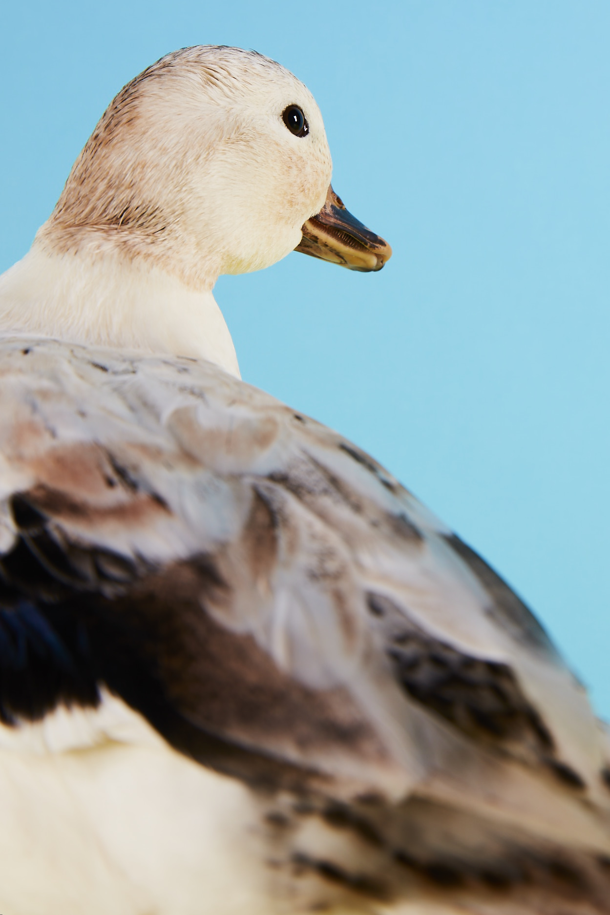 Anatra nana | Anatre | Informazioni sugli allevamenti | Omlet