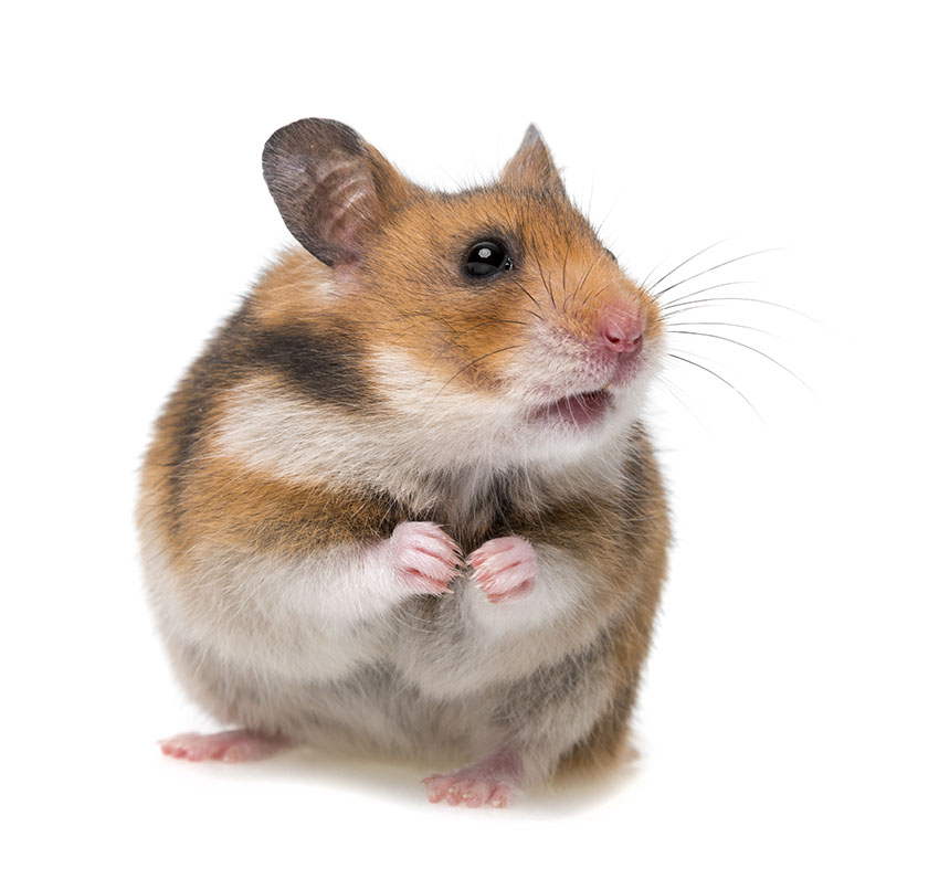 hamster health