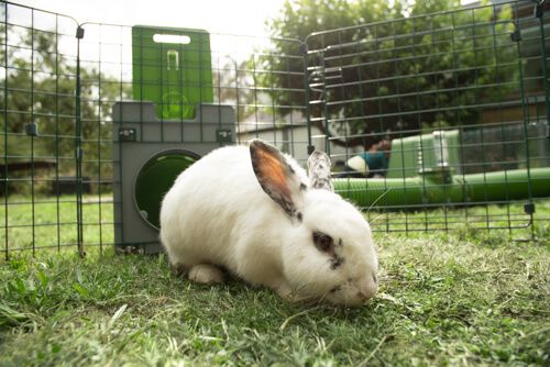 Recinto per Conigli,Recinto per Cani Da Interno,Gabbia per Coniglietti  Gabbia per Cincillà Espandibile per Piccoli Animali Griglie Metalliche  Recinto