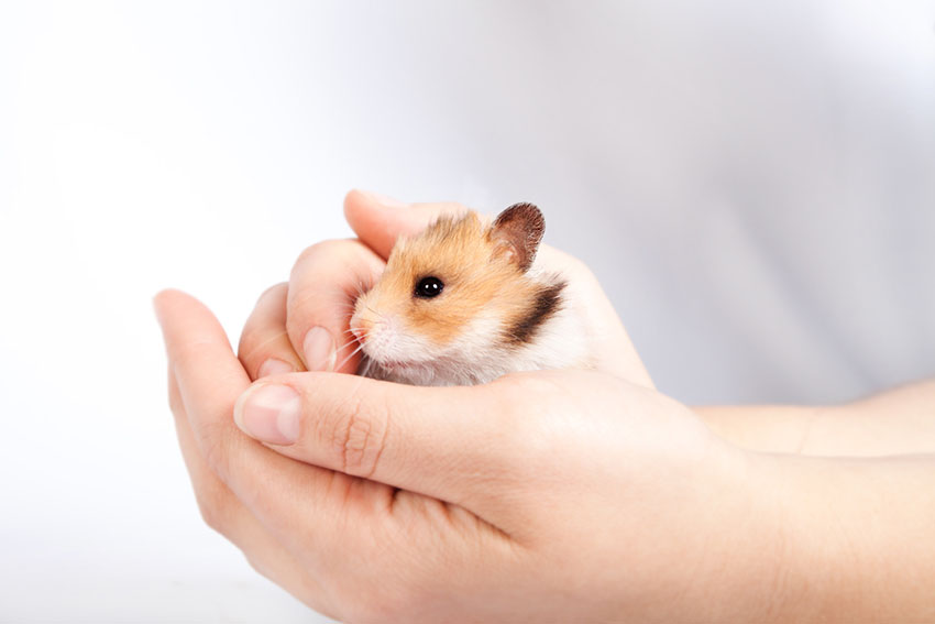 Use both hands to hold your hamster